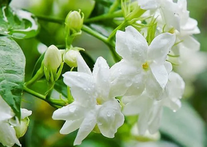 Những điều cần biết về hoa Nhài - Ý nghĩa, cách chăm sóc và công dụng