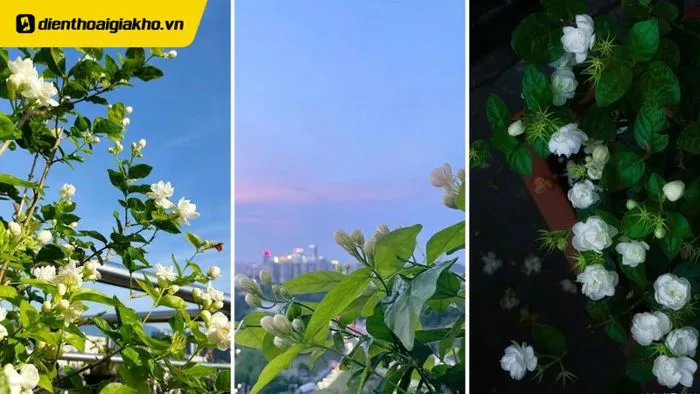 99+ Hình nền hoa nhài đẹp cho điện thoại đẹp sắc nét 4K
