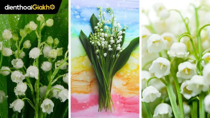 299+ Hình nền hoa Linh Lan siêu đẹp dành cho điện thoại, máy tính 4K