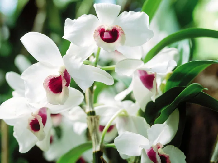 Ý nghĩa thú vị của các loài hoa lan ít người biết đến - HOÀNG LAN ORCHIDS