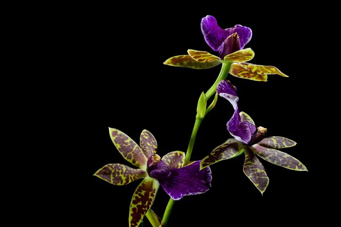 100000+ Hoa Phong Lan & ảnh Thiên Nhiên miễn phí - Pixabay