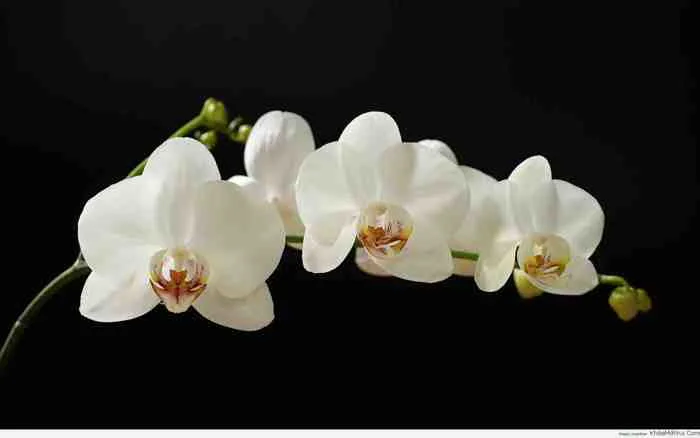 Tuyển tập bộ hình nền hoa phong lan đủ màu sắc cho máy tính