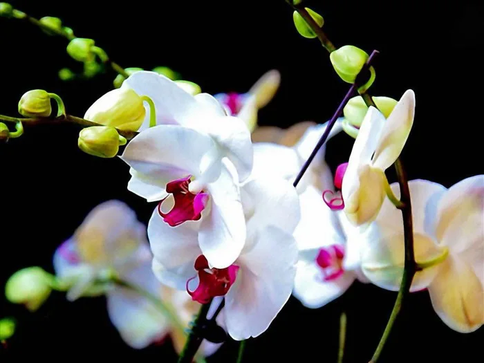 Tổng hợp nền Wallpaper - hình nền hoa đẹp mê mẩn