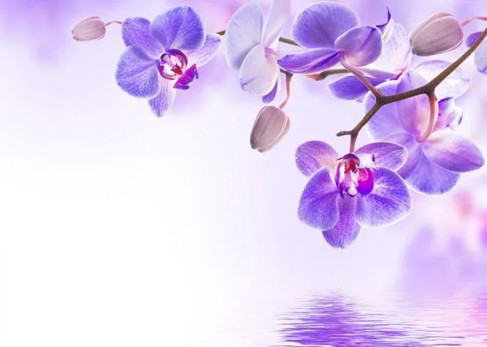 Hình ảnh hoa Phong Lan Tím đẹp nhất -