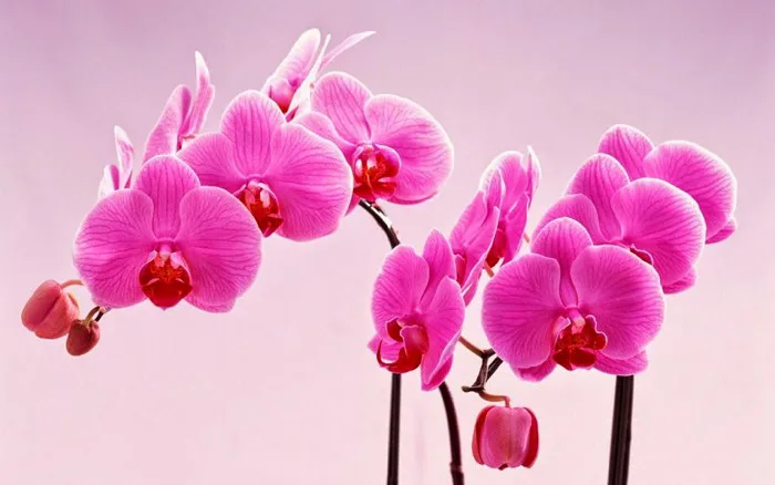 Tổng hợp nền Wallpaper - hình nền hoa đẹp mê mẩn