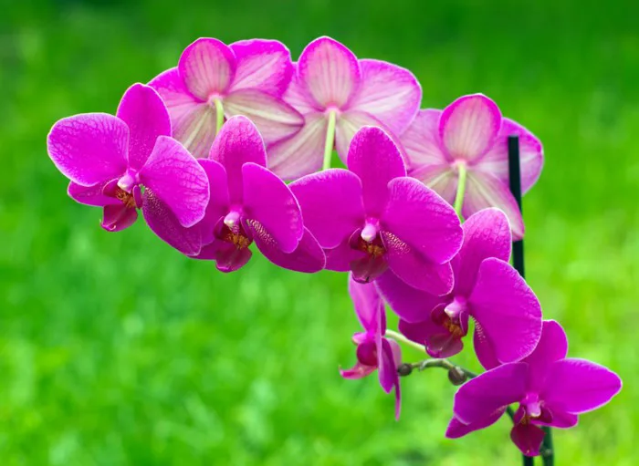 99+ Hình Ảnh Hoa Lan Đẹp Ý Nghĩa Và Sang Trọng