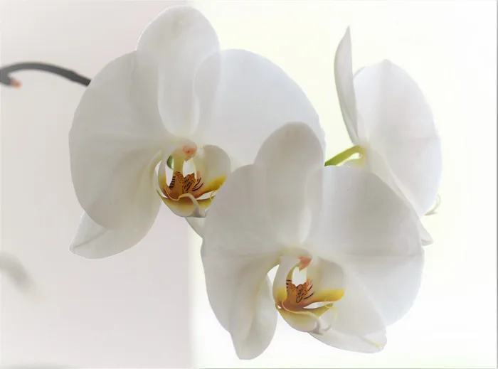 hình ảnh : thiên nhiên, thực vật, Cánh hoa, gần, Cây trồng trong chậu, Phong  lan, cây nhà, đẹp, Cây cảnh, thực vật có hoa, Vàng trắng, Hoa phong lan  trắng, Nhà