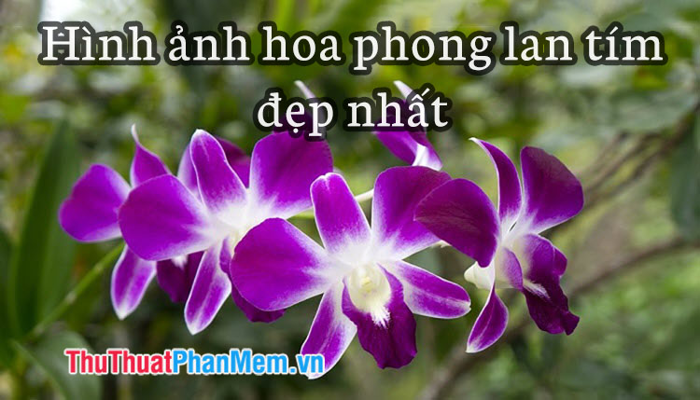 Khám phá những hình ảnh hoa Phong Lan Tím đẹp nhất, mang đậm nét tinh tế và  quyến rũ