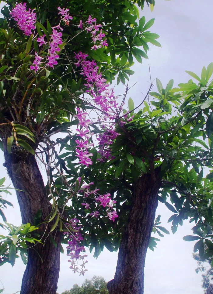 Tập tin:Hoa lan tím.jpg – Wikipedia tiếng Việt