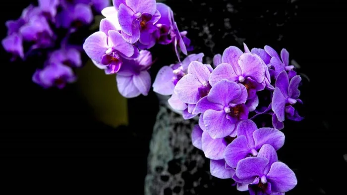 Hoa lan tím: Ý nghĩa, hình ảnh, cách trồng, chăm sóc tại nhà