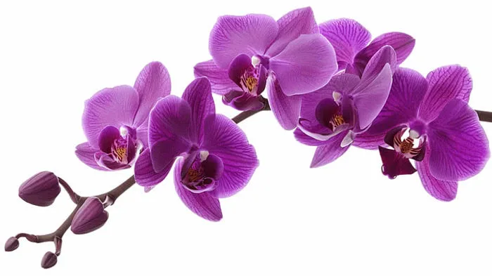 100,000+ Hoa Lan Tím Pictures Ảnh, Ảnh Và Hình Nền Để Tải Về Miễn Phí -  Pngtree