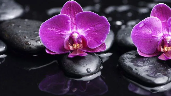 Hình ảnh hoa Phong Lan Tím đẹp nhất -