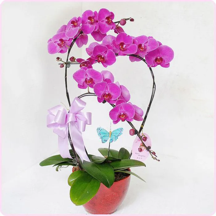 Hình ảnh hoa Phong Lan Tím đẹp nhất -