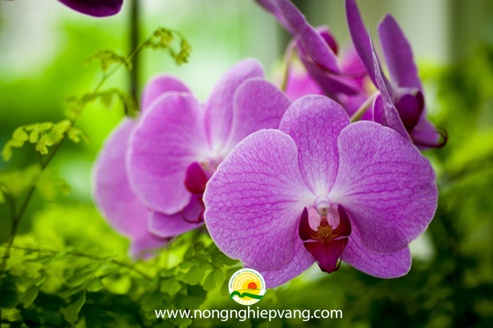 Hoa phong lan Tím ở nước nào - Ý nghĩa Hoa phong lan Tím