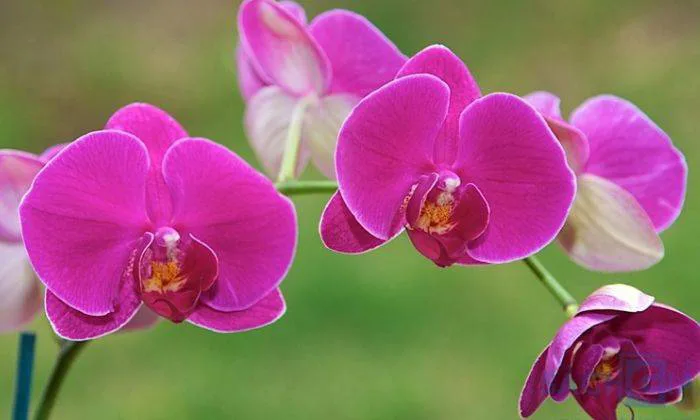 Hoa Phong Lan Tím ở Nước Nào? Vì Sao được ưa Chuộng?