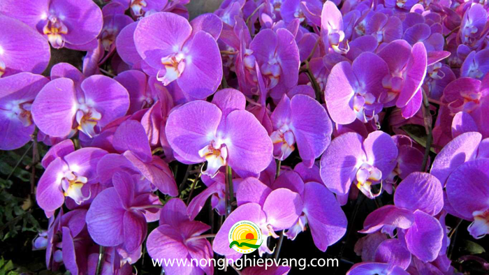 Hoa phong lan Tím ở nước nào - Ý nghĩa Hoa phong lan Tím