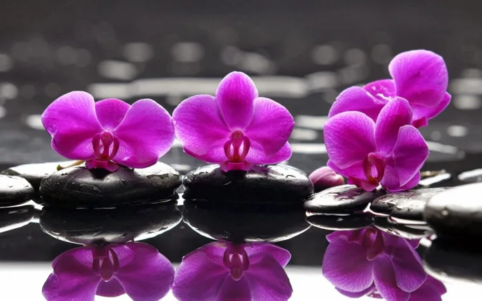 Ý nghĩa của hoa lan tím cho những người yêu hoa
