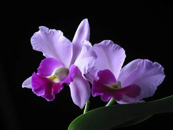 Hình ảnh hoa Phong Lan Tím đẹp nhất -