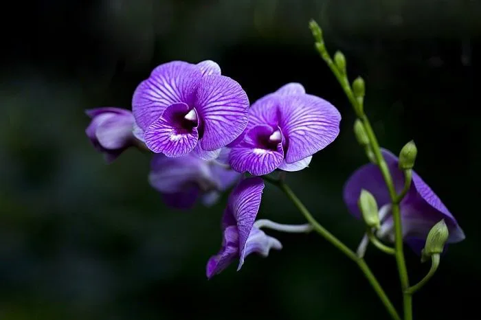 Khám phá những hình ảnh hoa Phong Lan Tím đẹp nhất, mang đậm nét tinh tế và  quyến rũ