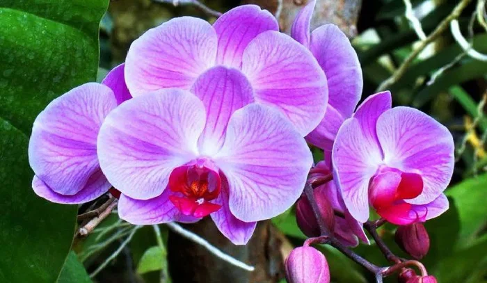 Đặc điểm và ý nghĩa Hoa lan tím - Nông Nghiệp Đẹp 2023
