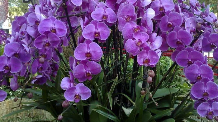 Hoa lan tím: Ý nghĩa, hình ảnh, cách trồng, chăm sóc tại nhà