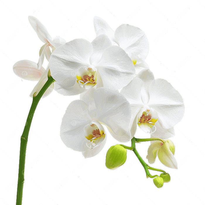 Hình ảnh Hoa Lan Trắng PNG , Phong Lan, Xinh đẹp, Hoa Phong Lan PNG trong  suốt và Vector để tải xuống miễn phí