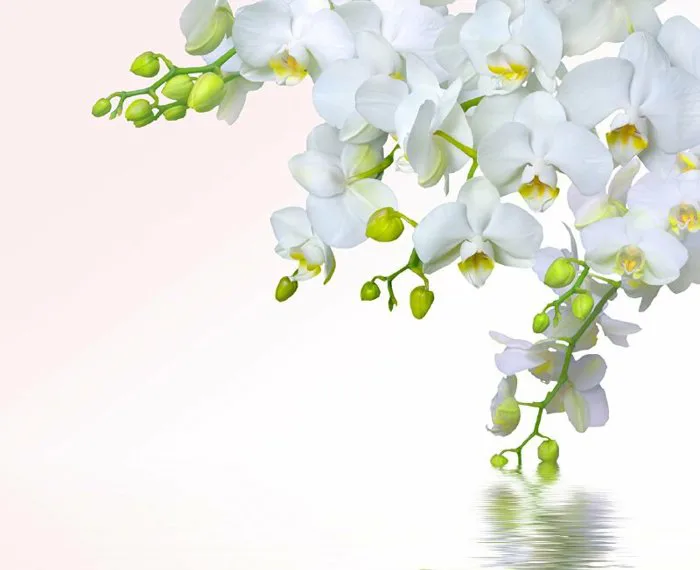Top 101 hình nền hoa lan đẹp nhất dùng cho máy tính, điện thoại