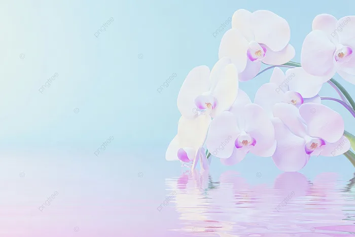 Hình nền Hoa Hoa Lan Trắng Có Phản Chiếu Trên Nền Màu Hồng Và Màu Xanh,  Những Bông Hoa, Phong Lan, Trắng Background Vector để tải xuống miễn phí -  Pngtree
