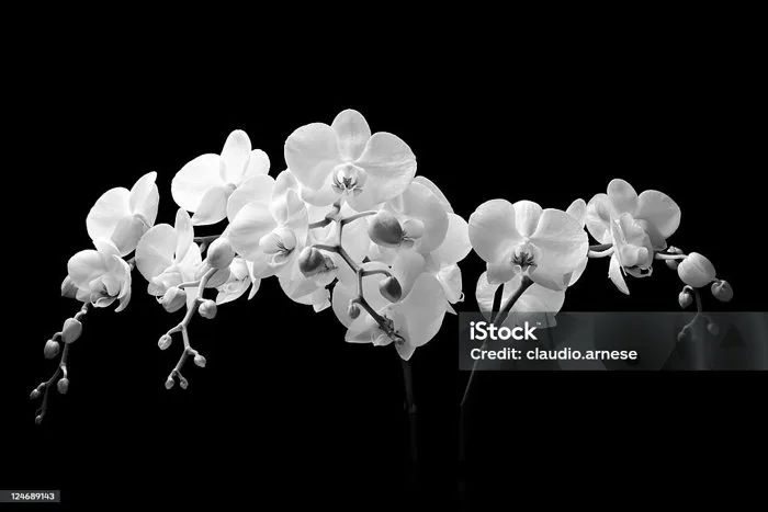 Hoa Lan Trắng Với Nền Đen Hình ảnh Sẵn có - Tải xuống Hình ảnh Ngay bây giờ  - Màu trắng, Phong lan, Hoa - iStock