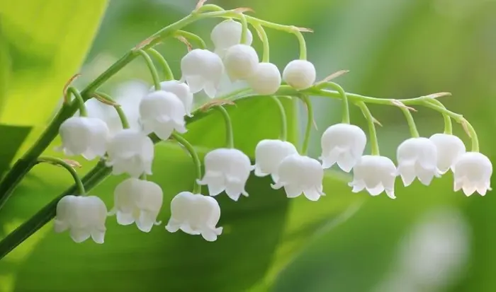 Bộ sưu tập 15 hình nền hoa lan trắng đẹp thuần khiết cho điện thoại