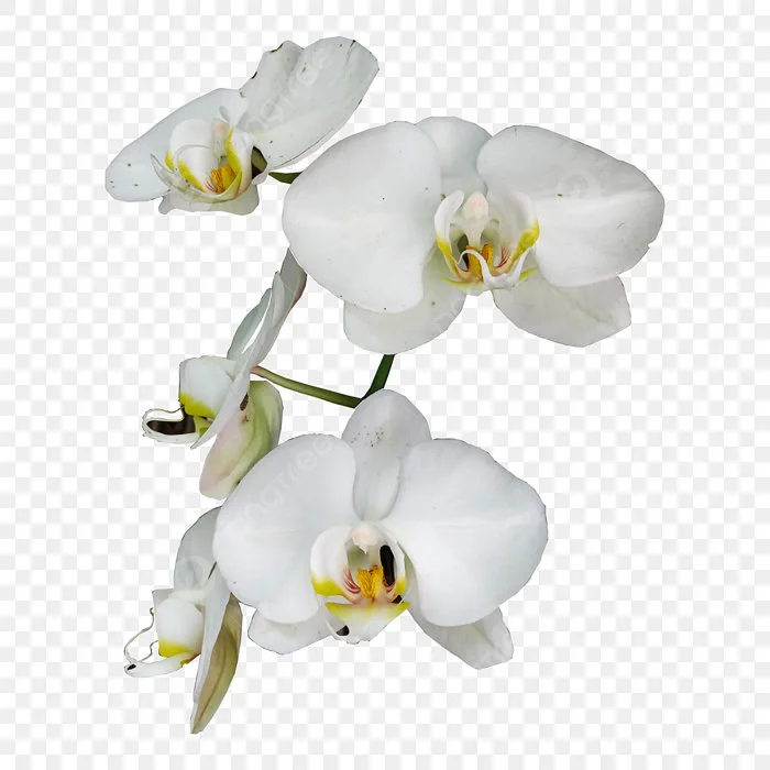 Hình ảnh Hoa Lan Trắng đẹp PNG , Trắng, Hoa Lan, Cây PNG và Vector với nền  trong suốt để tải xuống miễn phí