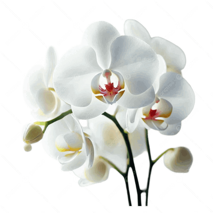 Hình ảnh Một Nhánh Hoa Lan Trắng Với Nền Trong Suốt PNG , Hoa Lan Trắng, Hoa  Phong Lan, Nền Trong Suốt PNG trong suốt và Vector để tải xuống miễn phí