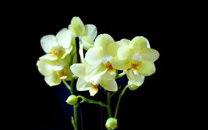 Hình nền hoa Lan - Tinh hoa của sự sang trọng