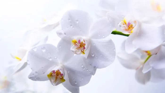Hoa lan hồ điệp trắng: Tìm hiểu ý nghĩa, đặc điểm cách trồng và chăm sóc