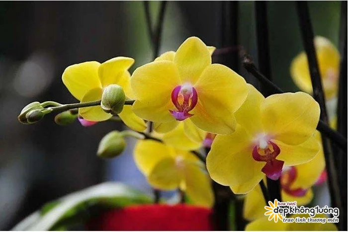 Ý Nghĩa Của Hoa Phong Lan Màu Vàng