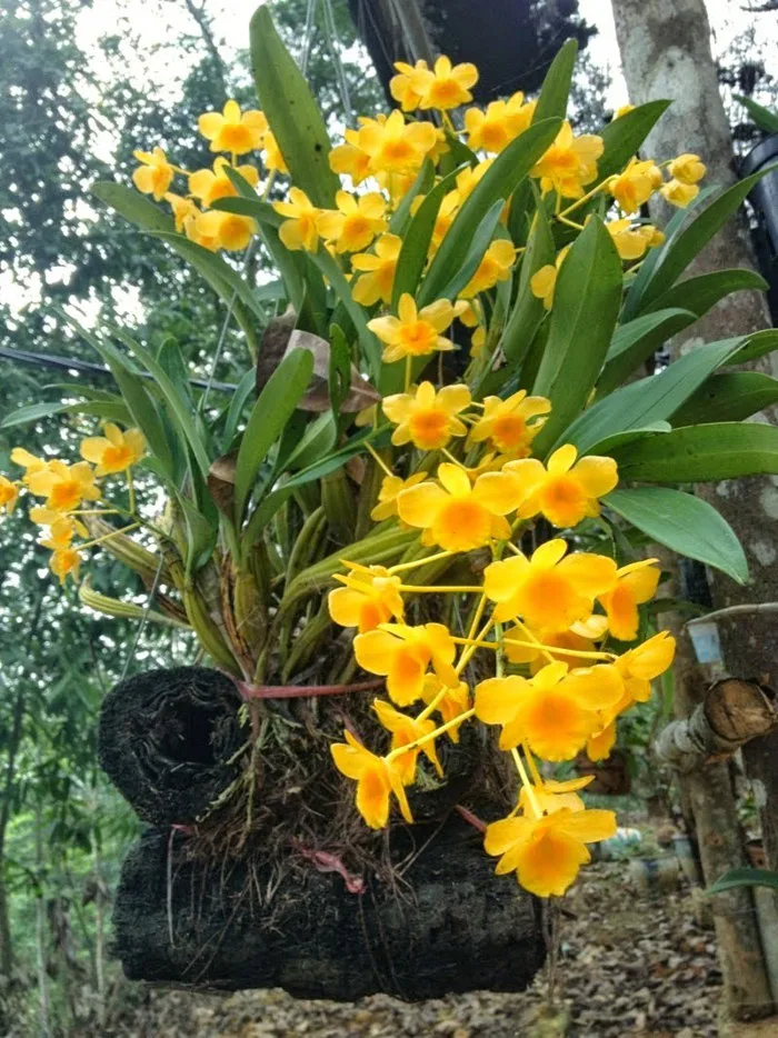 Hình ảnh hoa lan rừng đẹp