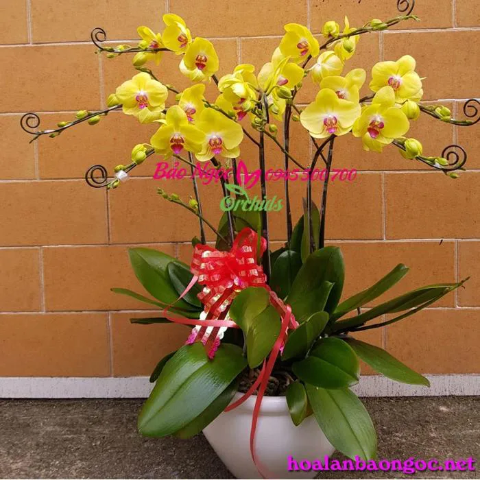 Hoa phong lan vàng HDV-0704
