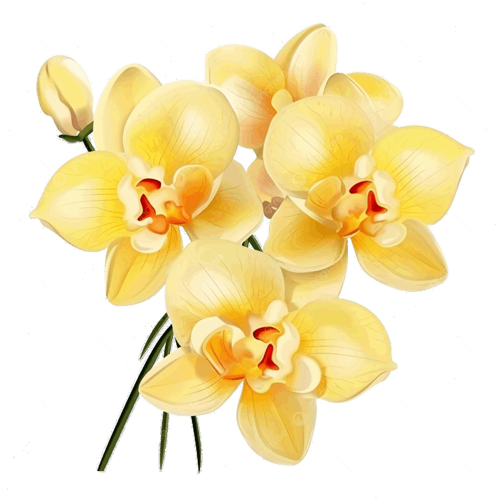Hình ảnh Hoa Lan Vàng Nền Trong Suốt đối Tượng Hoa PNG , Phong Lan, Hoa, Bó  Hoa PNG trong suốt và Vector để tải xuống miễn phí