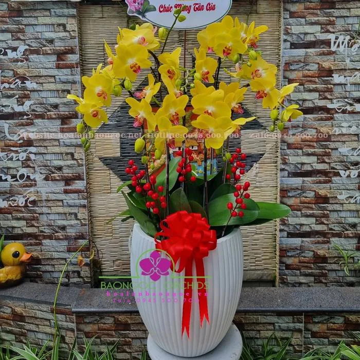 Hoa phong lan vàng HDV-0704