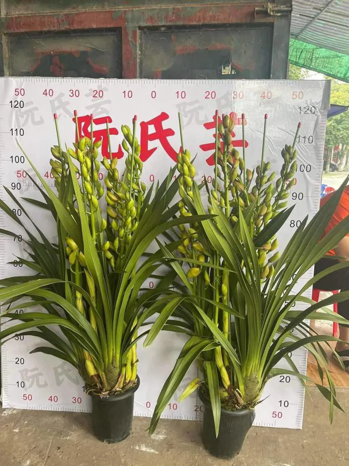 Hoa Địa Lan Vàng | Giống Hoa Lan Đẹp, Nhiều Ý Nghĩa Phong Thuỷ
