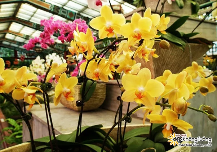 Ý Nghĩa Của Hoa Phong Lan Màu Vàng