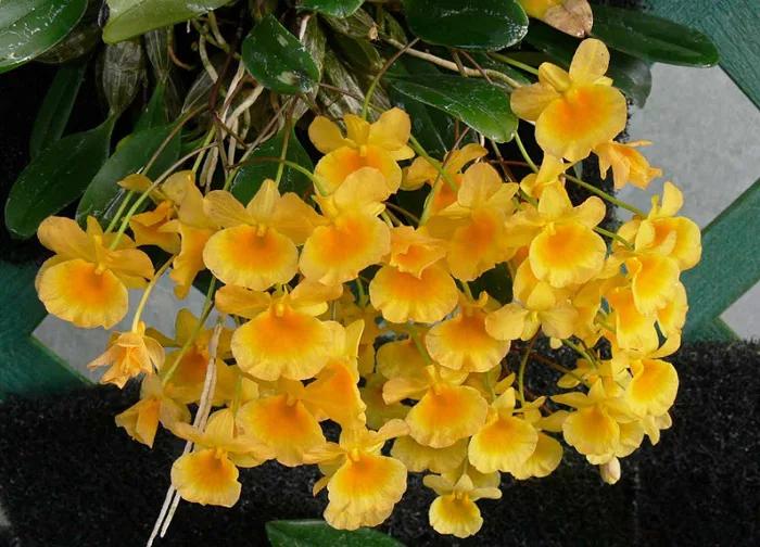 Ý nghĩa của hoa Phong Lan màu vàng