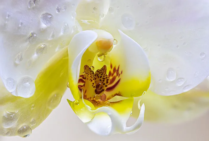 100000+ Hoa Phong Lan & ảnh Thiên Nhiên miễn phí - Pixabay