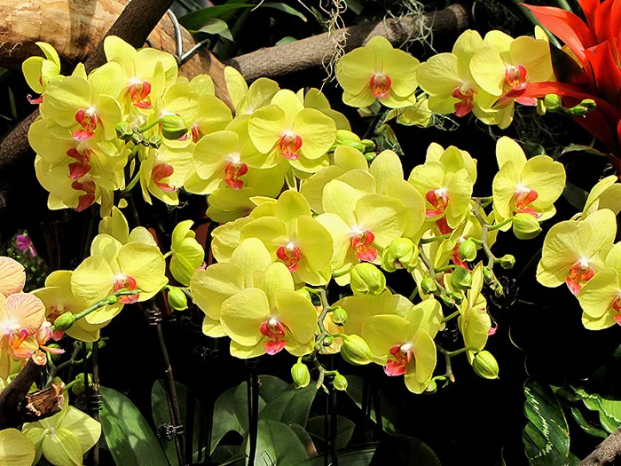 Điểm danh 4+ loại hoa lan vàng nổi tiếng nhất Việt Nam