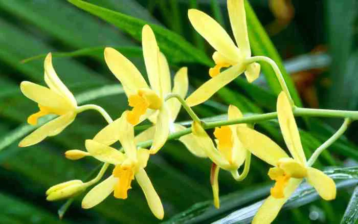 Tuyển tập bộ hình nền hoa phong lan đủ màu sắc cho máy tính