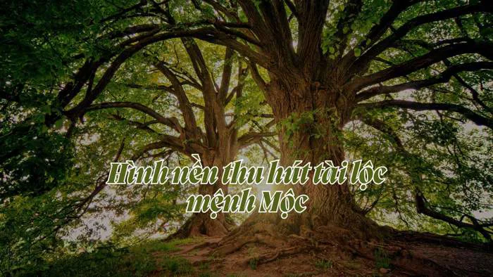 1000+ hình nền thu hút tài lộc mệnh Mộc đẹp, may mắn