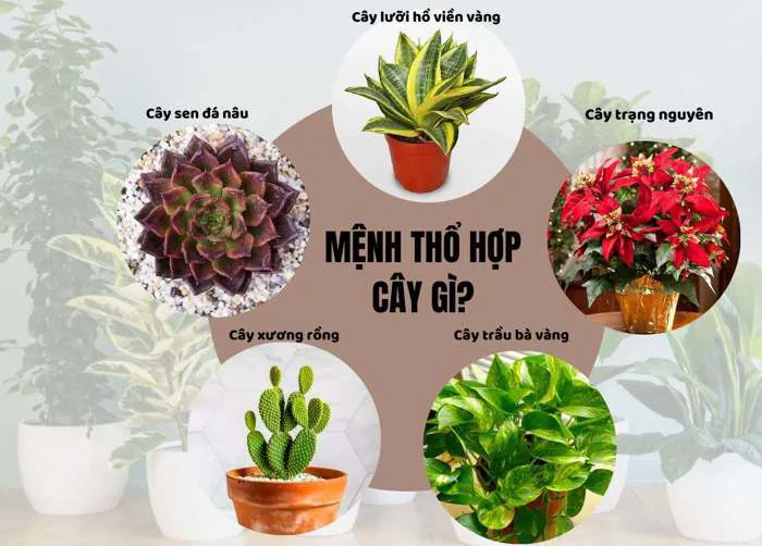 Mệnh Thổ Hợp Cây Gì? 12 Loại Cây Phong Thủy Tốt, Hợp Mệnh Thổ | TIKI Mệnh Thổ Hợp Cây Gì? 12 Loại Cây Phong Thủy Tốt, Hợp Mệnh Thổ | TIKI