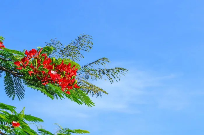 Hoa Phượng Vĩ - Ảnh miễn phí trên Pixabay