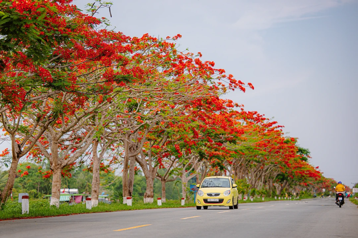 Mê mệt với những bộ ảnh hoa phượng đỏ rực tuyệt đẹp và thơ mộng