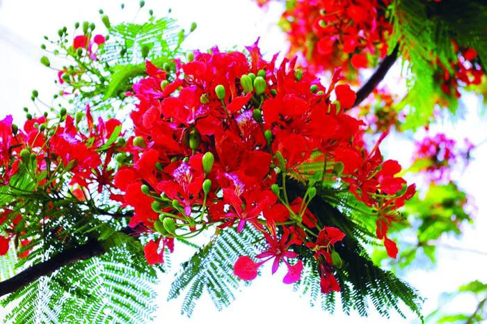 HOA PHƯỢNG BIỂU TRƯNG TUỔI HỌC TRÒ